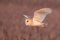 2025 03 09 Barn Owl Cley next the Sea Norfolk_81A0844