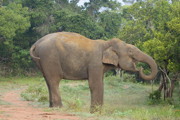 Indian Elephant Sri Lanka_MG_2401