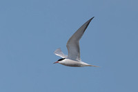 2025 04 30 Common Tern Abberton Reservoir Essex_81A4335