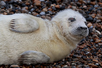 2024 12 17 Grey Seal Blakeney Norfolk_81A4613