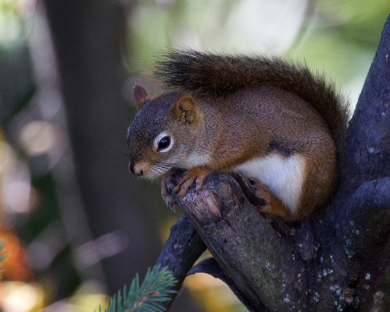 Red Squirrel Quebec Canada_MG_0801