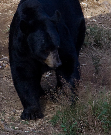Black Bear Quebec Canada_MG_2362