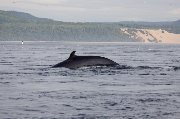 Minke Whale Off Tadoussac Quebec Canada_MG_1226