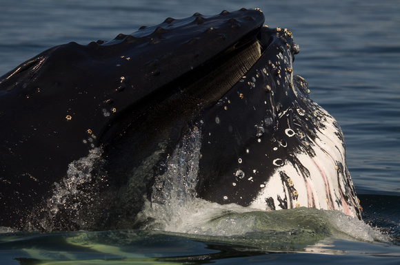 Humpback Whale Off Tadoussac Quebec Canada_MG_3067