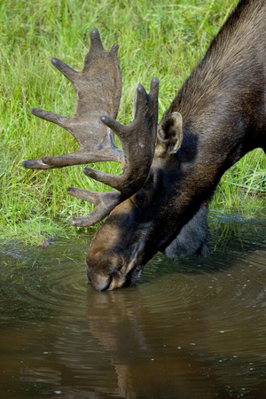 Moose Quebec Canada_MG_4498