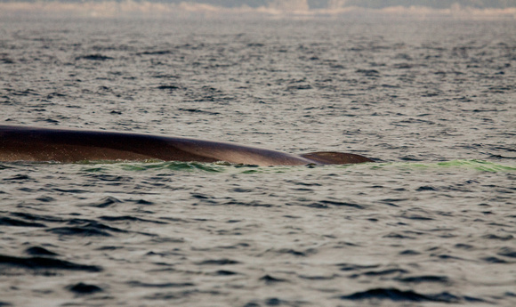 Fin Whale Off Tadoussac Quebec Canada_MG_1328