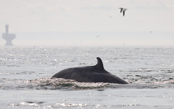 Minke Whale Off Tadoussac Quebec Canada_MG_1290