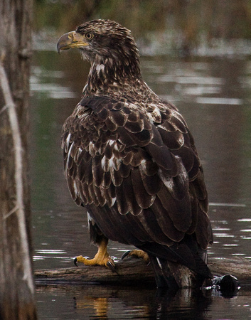 Bald Eagle Quebec Canada_MG_5274