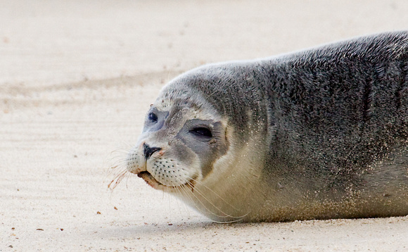 Common Seal Norfolk_MG_6890