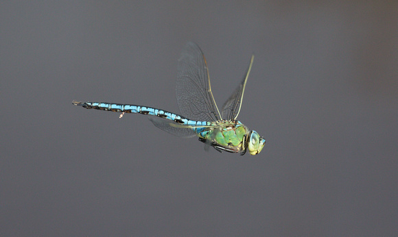 2022 06 16 Emperor Dragonfly Stoborough Heath Nature Reserve Dorset_Z5A5922