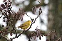 2024 12 26 Yellow Warbler New Hythe Kent_81A5096