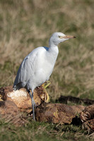 2025 03 04 Cattle Egret Stiffkey Flood Norfolk_81A9917