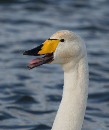 Whooper Swan Scotland_Z5A9903