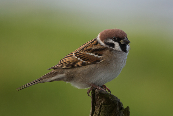 Tree Sparrow Scotland_Z5A9738
