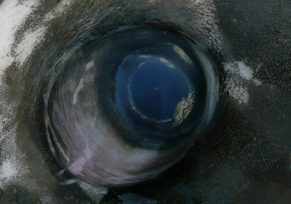 Ocean Sunfish NorfolkP1070316