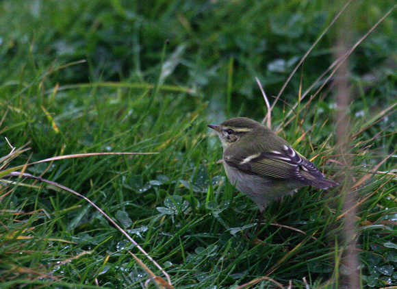 Yellow-browed Warbler Yorkshire IMG_7891