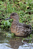 2024 12 23 Teal Cley Marshes Cley Next the Sea Norfolk_81A4775