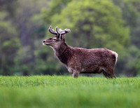 Red Deer Norfolk IMG_2813