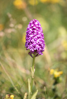2022 06 15 Pyramidal Orchid Freshwater Bay Isle of Wight Hampshire_Z5A5575