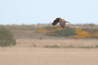 2025 05 04 Marsh Harrier Minsmere Heath Suffolk_81A6262