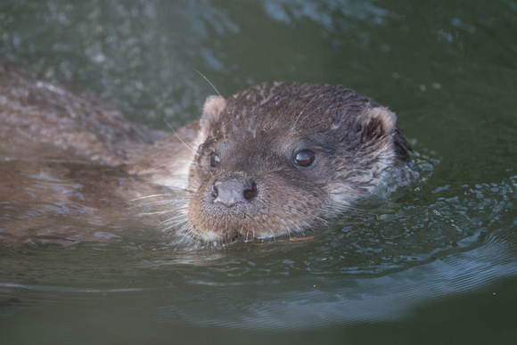 2025 03 20 Otter Mildenhall Norfolk_81A1917