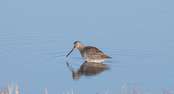 2023 02 08 Long billed Dowitcher Cley Marshes Norfolk_Z5A7390
