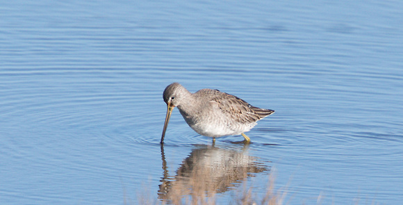 2023 02 09 Long billed Dowitcher Cley Norfolk_Z5A7601