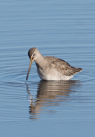 2023 02 09 Long billed Dowitcher Cley Norfolk_Z5A7653