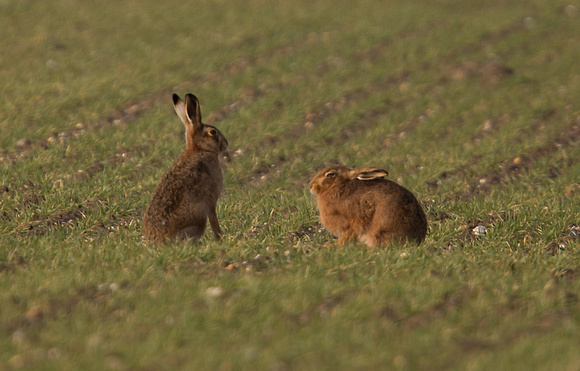 Hares Norfolk_Z5A9639