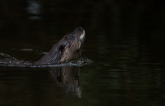 Otter Norfolk_Z5A2946