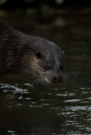 Otter Norfolk_Z5A4171