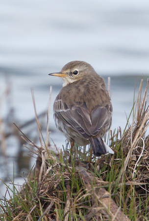 2023 03 01 Water Pipit Cley Marshes Norfolk_Z5A8067