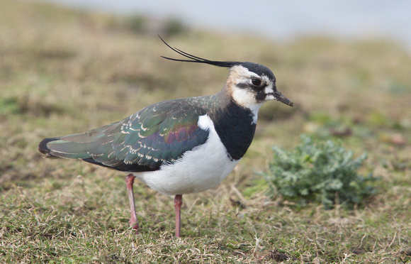 2023 03 01 Lapwing Cley Marshes Norfolk_Z5A8157