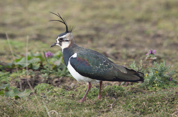2023 03 01 Lapwing Cley Marshes Norfolk_Z5A8142