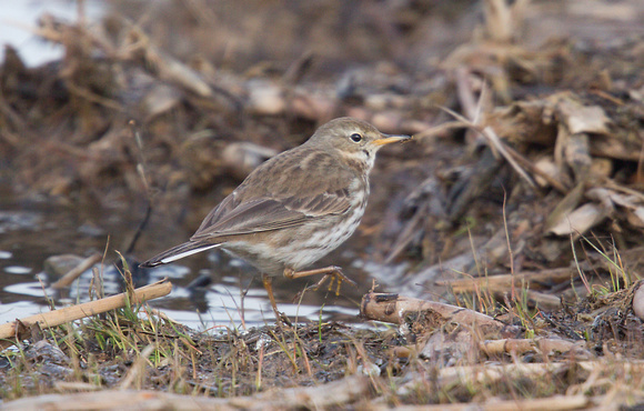 2023 03 01 Water Pipit Cley Marshes Norfolk_Z5A8081