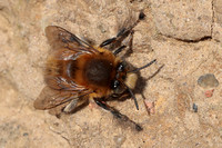 2025 03 06 Hairy Footed Flower Bee Weybourne Norfolk_81A0187