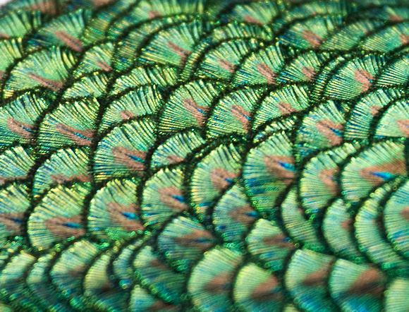 Peacock Norfolk_MG_8215