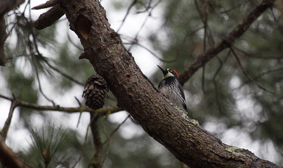 Acorn Woodpecker California_Z5A2205