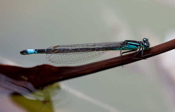Blue tailed Damselfly Norfolk_Z5A5859