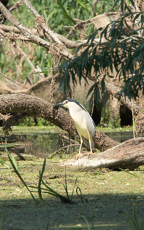 2023 06 13 Black Crowned Night Heron Ouse Washes Cambridgeshire_Z5A5186