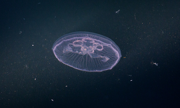 Moon Jellyfish Scotland_Z5A4674