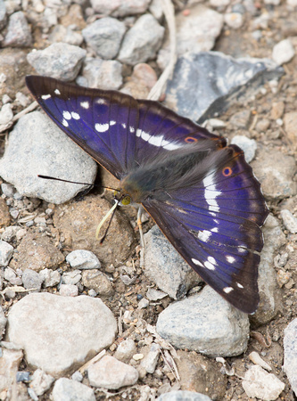 Purple Emperor Northamptonshire_Z5A9883