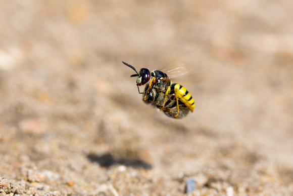 Beewolf Wasp  Norfolk_Z5A6158