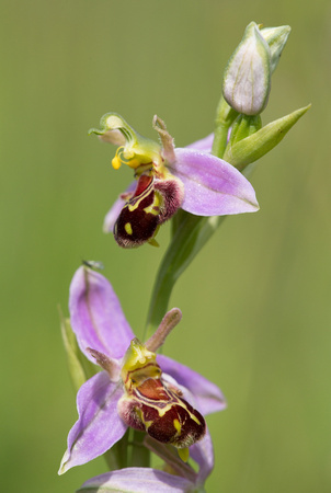 Bee Orchid Suffolk_Z5A8058