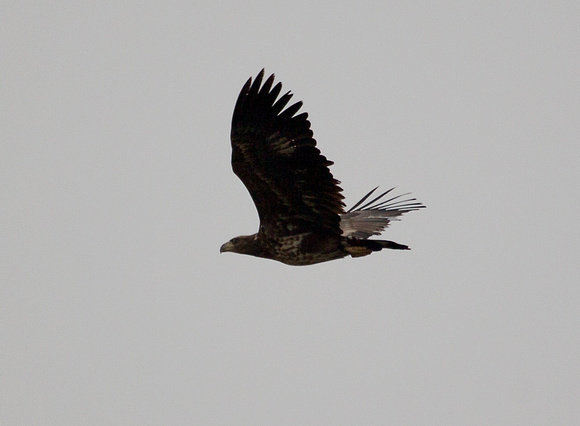 White tailed Eagle  Norfolk_Z5A2617