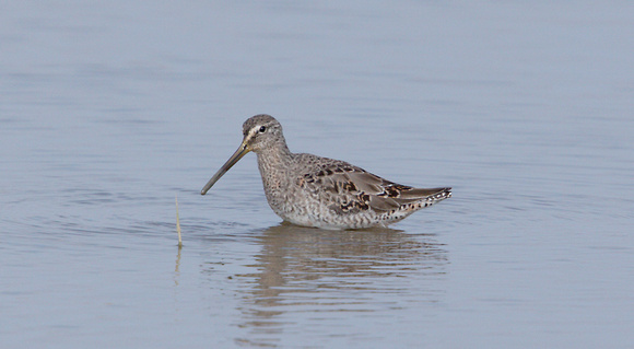 2023 04 09 Long Billed Dowitcher Cley Marshes Norfolk_Z5A0718