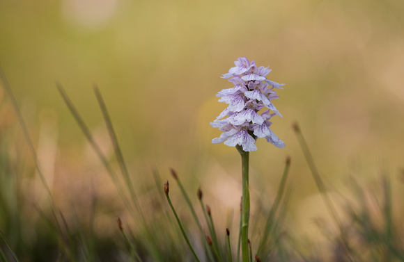 Heath Spotted Orchid Scotland_Z5A5164