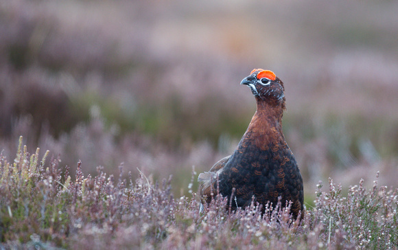 2023 03 29 Red Grouse Lochindorb Scotland_Z5A9432