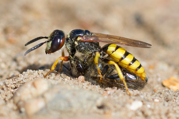 Beewolf Wasp  Norfolk_Z5A6176