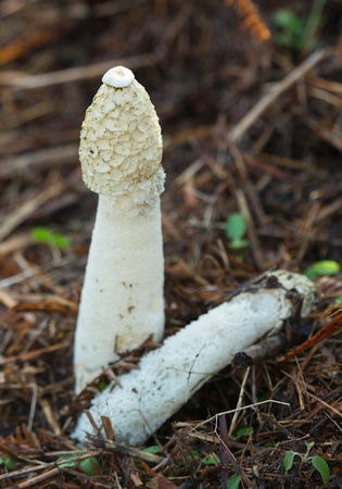 Stinkhorn Fungi Suffolk_Z5A3503